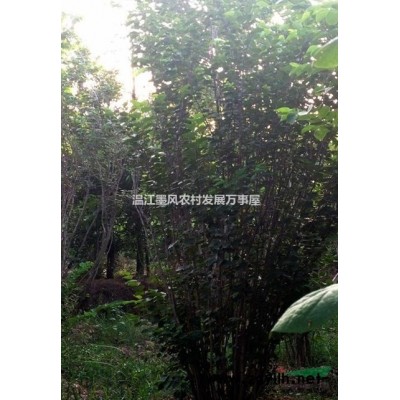四川广玉兰各规格广玉兰广玉兰苗子