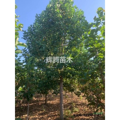 红玉兰，黄玉兰，白玉兰，二桥玉兰，广玉兰，辛夷，