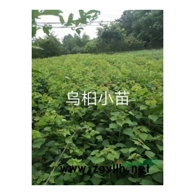 江西广玉兰/5公分广玉兰价格/广玉兰市场行情/白玉兰价格