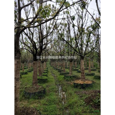 浙江长兴银杏2介绍/特征/用途