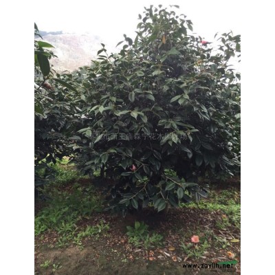 浙江广玉兰3介绍