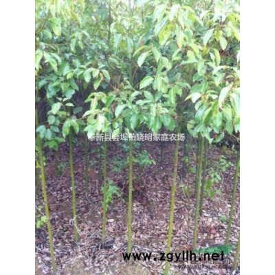 米径2公分香樟、米径3公分香樟|会埠供应一年香樟小苗