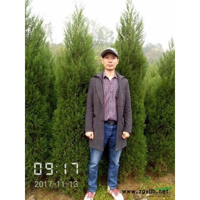 大量供应5-8公分的广玉兰