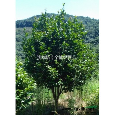 供应10-24公分广玉兰