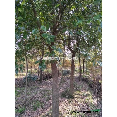 广玉兰 浙江广玉兰信息 广玉兰报价