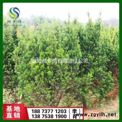 多杆香樟   多杆樟树  多杆香樟基地 多杆香樟直销