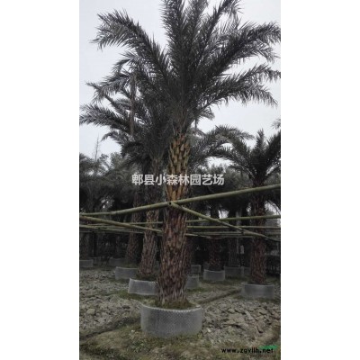 香樟，大叶樟，小叶樟，油樟