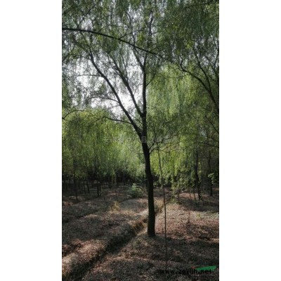 香樟苗2*新价格/香樟苗2报价