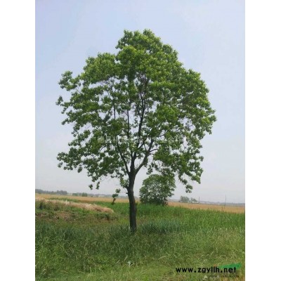 广玉兰 精品 行道树  10-20cm