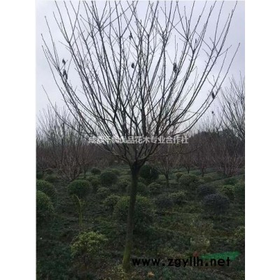 丛生银杏,四川丛生银杏基地,丛生银杏批发