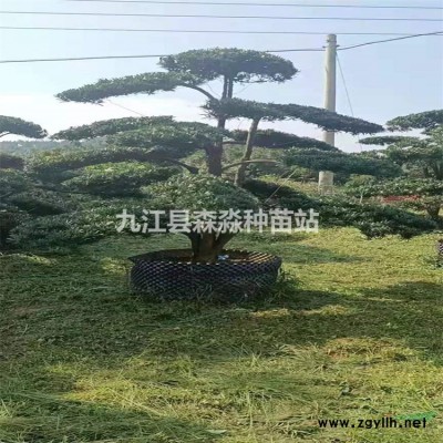 银杏种子/江西银杏种子