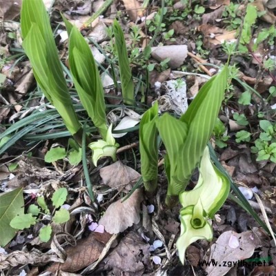 南方行道树大叶女贞 合欢树 香樟树 罗汉松 芙蓉树种子种苗代办托运