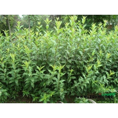 广玉兰图片\广玉兰报价