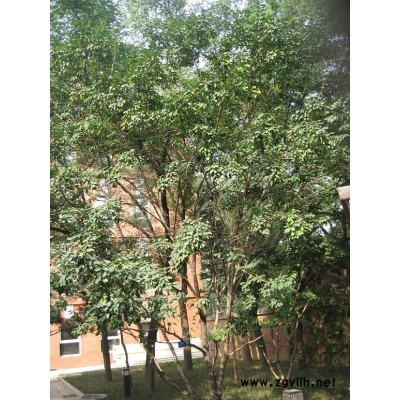 主要供应白玉兰，红玉兰 ，广玉兰，五角枫，三角枫，元宝枫，七