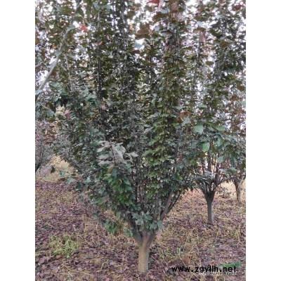 广玉兰【当年嫁接苗】，苗高1.2-1.8米，数量10000棵