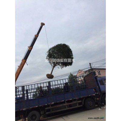 专供广玉兰10-20公分产地量大，15公分350元上车