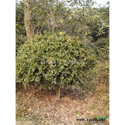 银杏报价/河南银杏报价