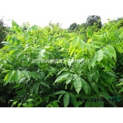 广玉兰全冠容器苗图片/广玉兰全冠容器苗报价