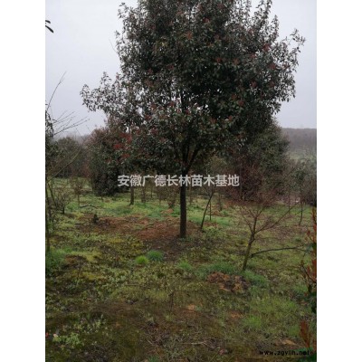 安徽优质广玉兰，广玉兰价格