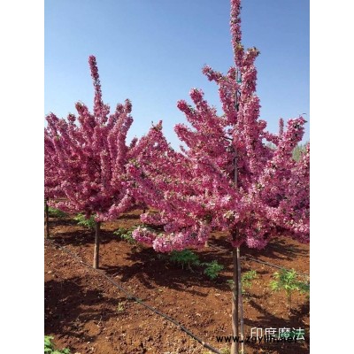 15-35公分银杏树