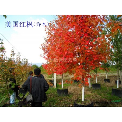 广玉兰 浙江广玉兰规格* 广玉兰*新报价