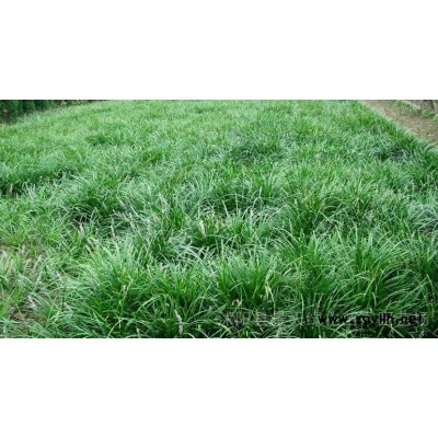 江苏银杏 苏北银杏大量批发 江苏大银杏树 实生银杏 一*银杏