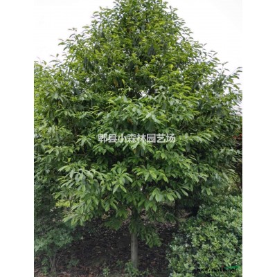 银杏，白果，银杏树