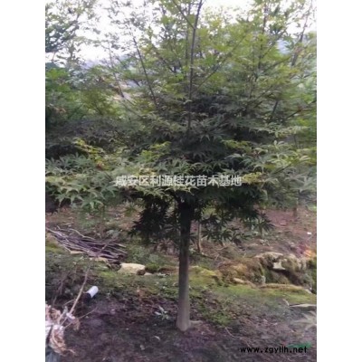 优质特价湖北银杏树 咸宁银杏农户产地直销