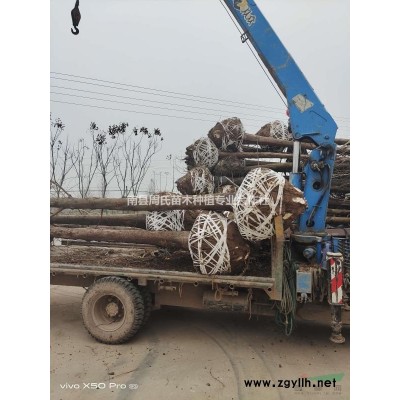 湖南南县香樟1-20公分大量供应