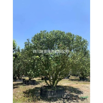 银杏批发 银杏价格 哪里有银杏