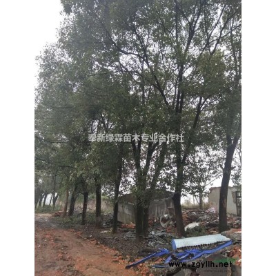 供应：无患子/重阳木/银杏/马褂木等各色苗木