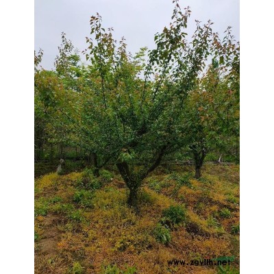 广玉兰苗木价格