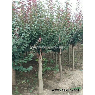 [供应]供应：紫荆、紫薇、红叶李、广玉兰、白玉兰、紫玉兰