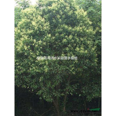 精品广玉兰 紫玉兰 白玉兰 多个规格 2公分3-25公分