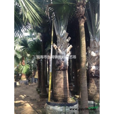 广玉兰袋苗 全冠广玉兰8~20公分 自产自销