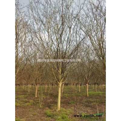 供应银杏25-35公分、成都银杏价格、大规格银杏