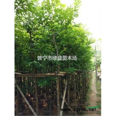 广东普宁地区供应5-60公分香樟（樟树）