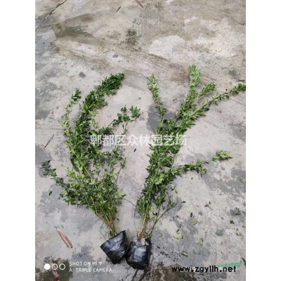 四川成都香樟价格，断头熟货香樟基地批发