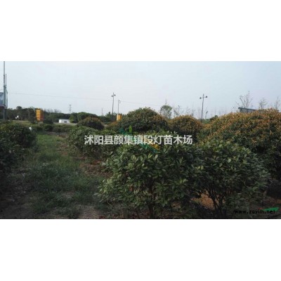 广玉兰、紫玉兰、红枫、大叶女贞、、垂柳、银杏、栾树等苗木