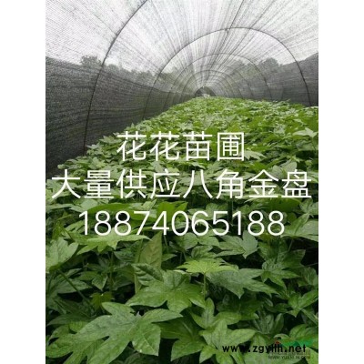 湖南长沙县大量供应银杏树