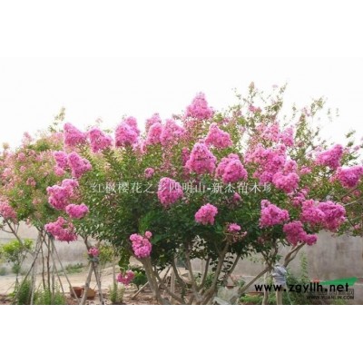 浙江广玉兰信息