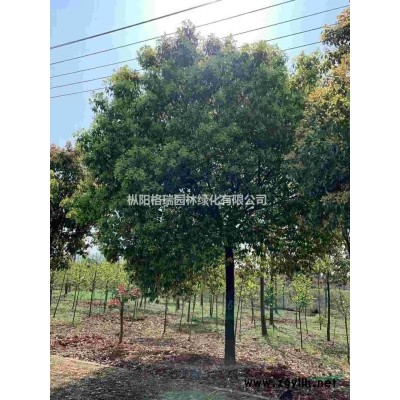 供应12-20公分实生地苗香樟