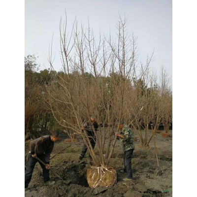 广玉兰、成都广玉兰。精品广玉兰