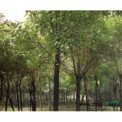 香樟*新价格/香樟报价