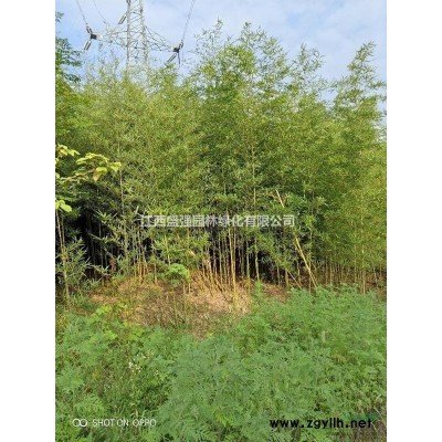 15公分广玉兰九江广玉兰12公分18公分广玉兰