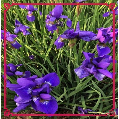 多用途彩叶国树银杏 槐树 乌桕种子发芽率好