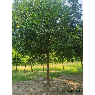 浙江萧山丛生香樟大量出售