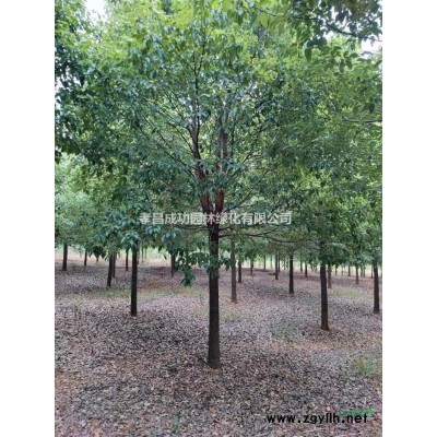精品全冠半冠香樟树