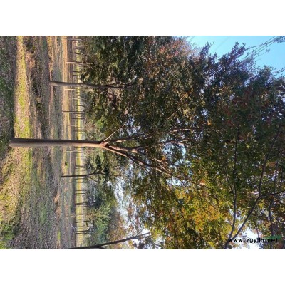 出售香樟7一15公分