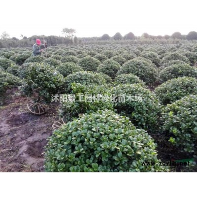 8-20公分银杏 江苏银杏树价格 银杏树的种植方法